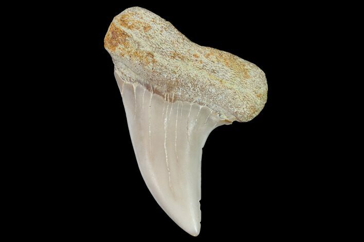 Mako Shark Tooth Fossil - Sharktooth Hill, CA #94666